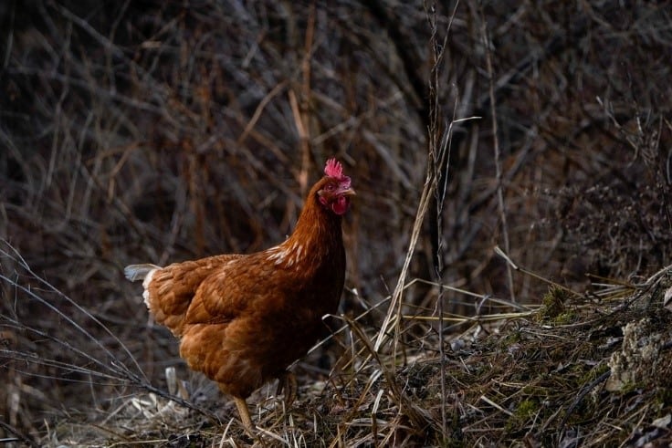 hen in dry grass