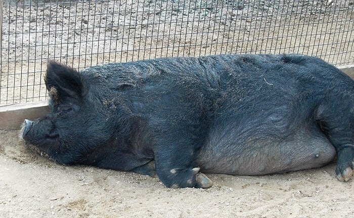 hog sleeping