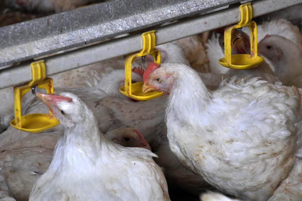 how long can chickens go without water