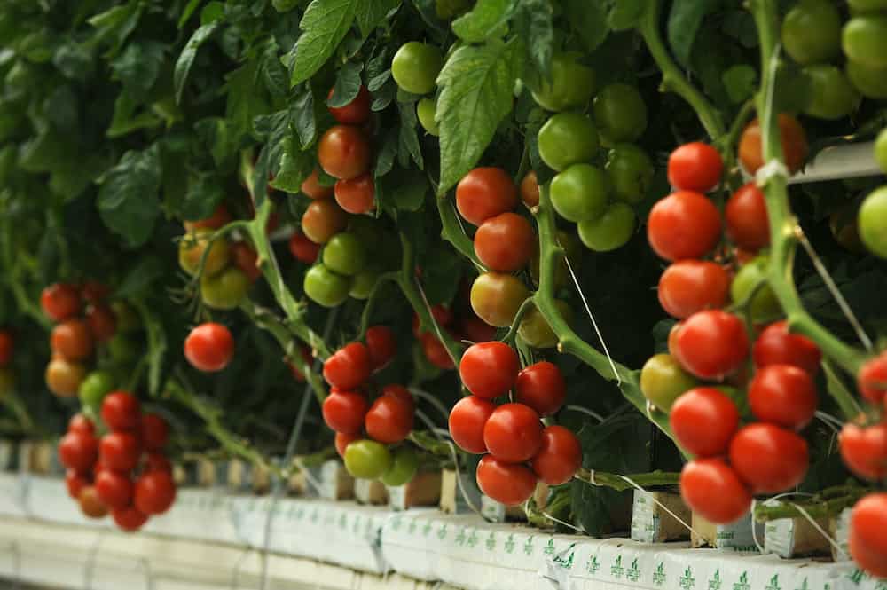 how to grow hydroponic tomatoes