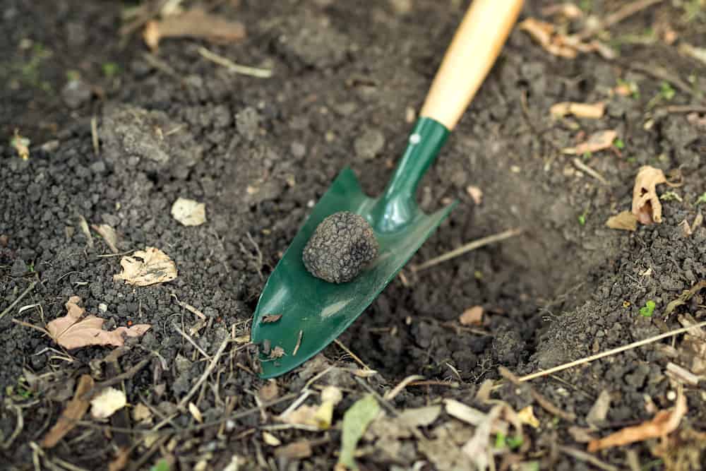 how to grow truffles