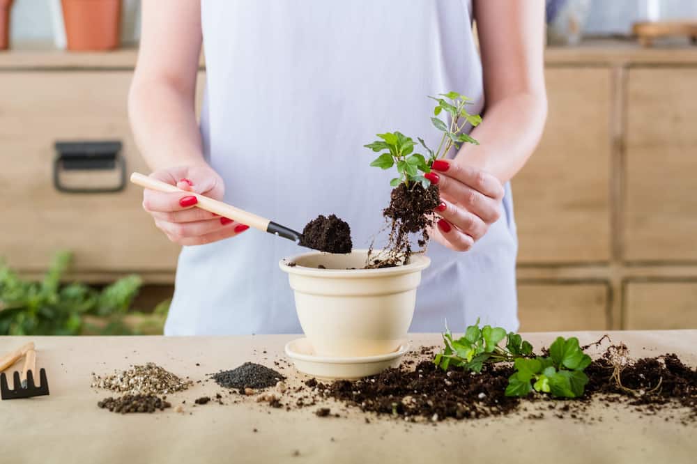 how to make plant roots grow faster