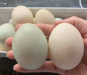 Indian runner duck eggs