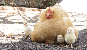 Buff Plymouth Rock chicken with chicks