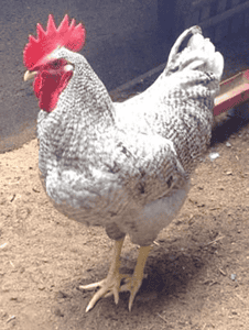 Plymouth rock chicken white