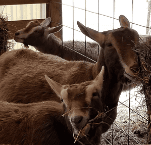 Toggenburg goats
