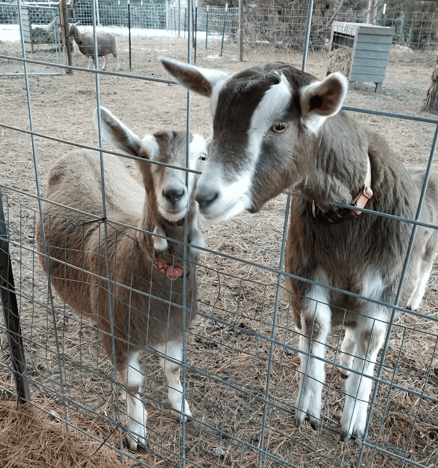 Toggenburg goat