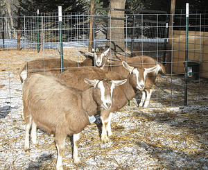 Toggenburg goat characteristics