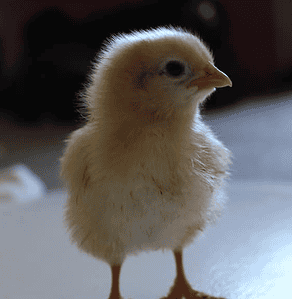 Buff plymouth rock chick