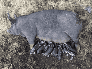 Berkshire sow with piglets