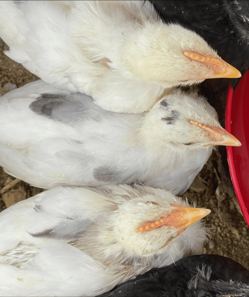 California tan pullet and cockerels