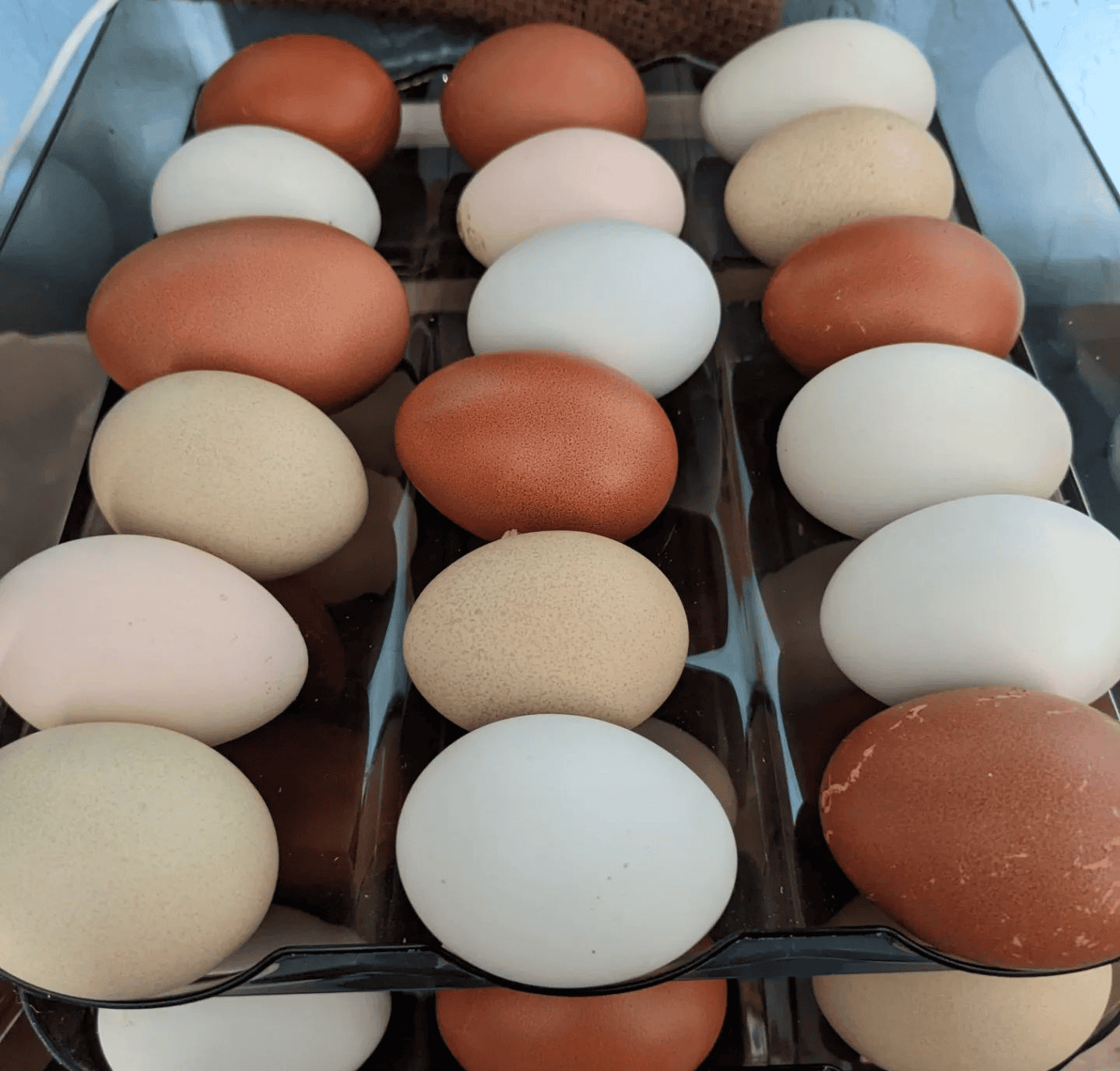 best egg laying chickens