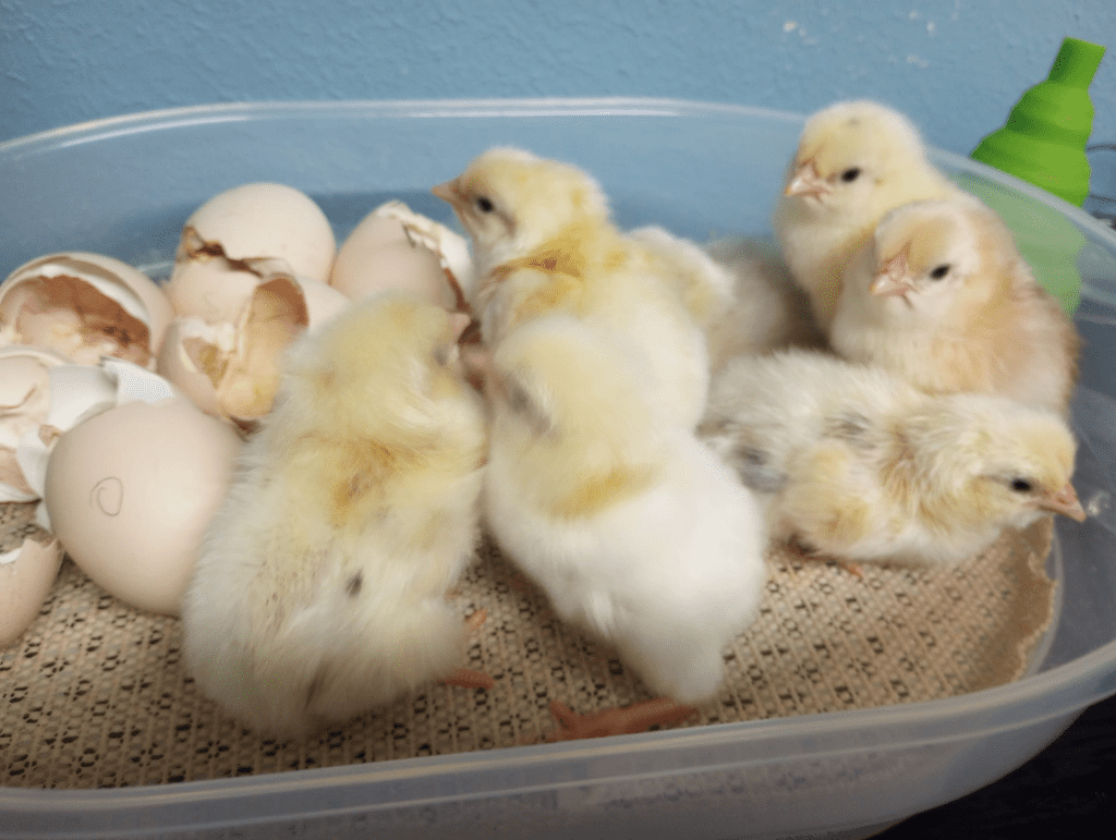 California tan chicken chicks