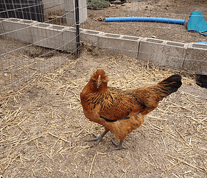 Olive Egger hen