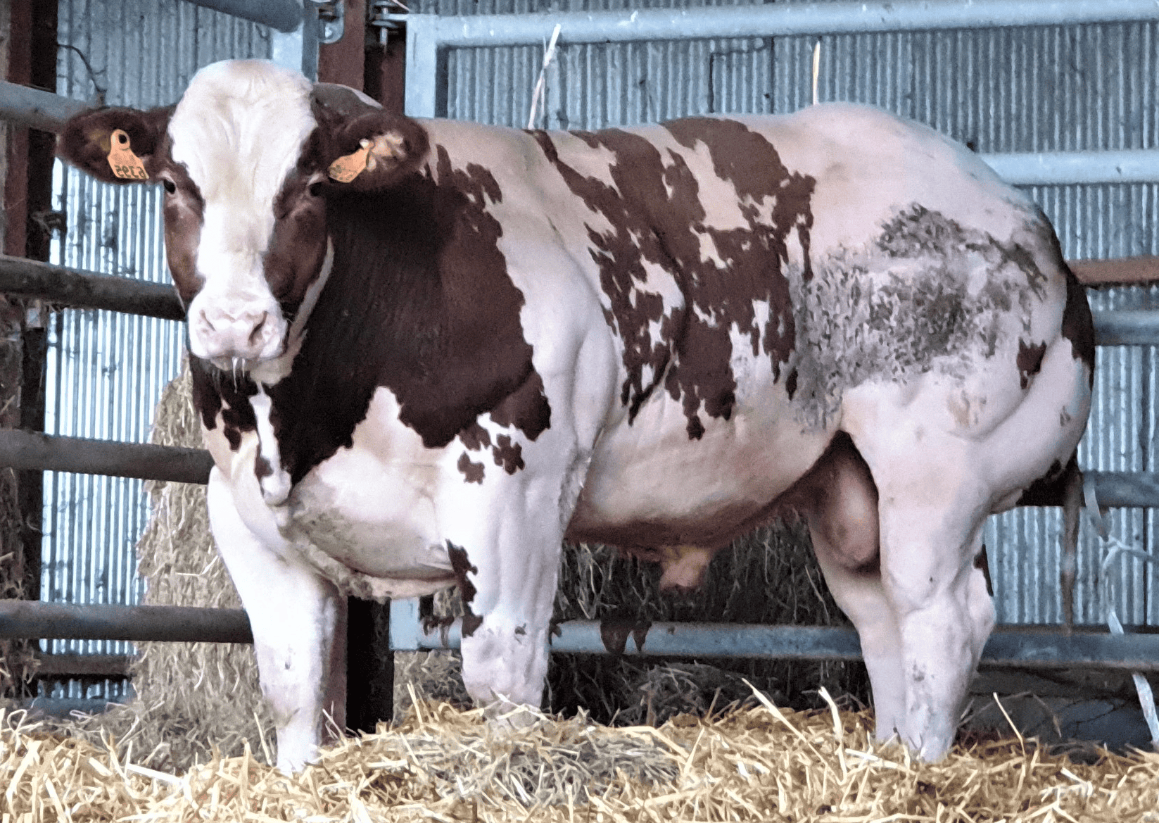 Belgian blue