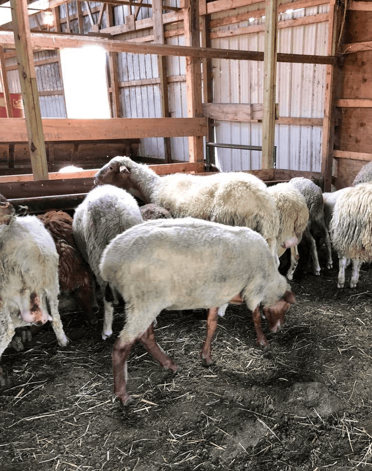 fat tailed sheep Tunis