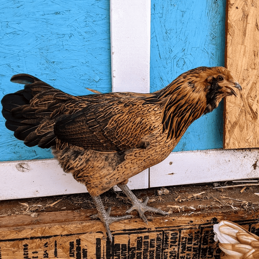 Easter Egger chicken