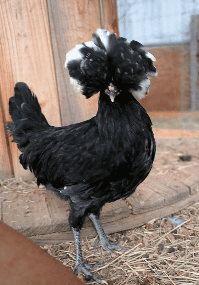 White crested black Polish chicken