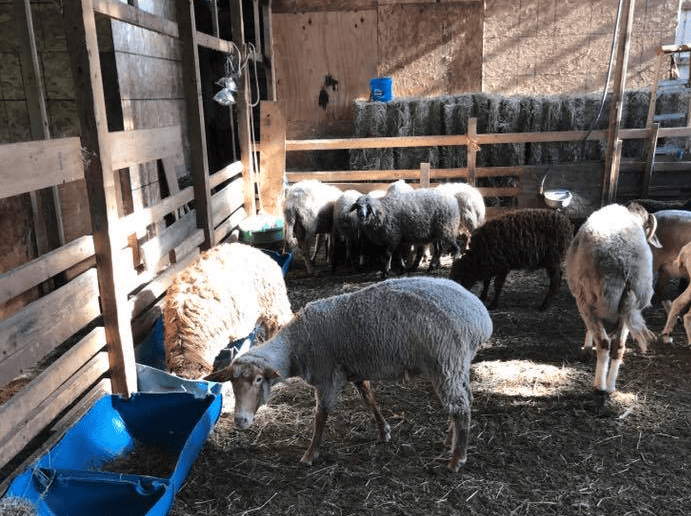 fat tailed ewes