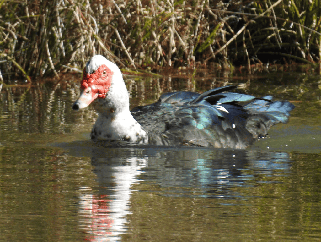 duck with red face