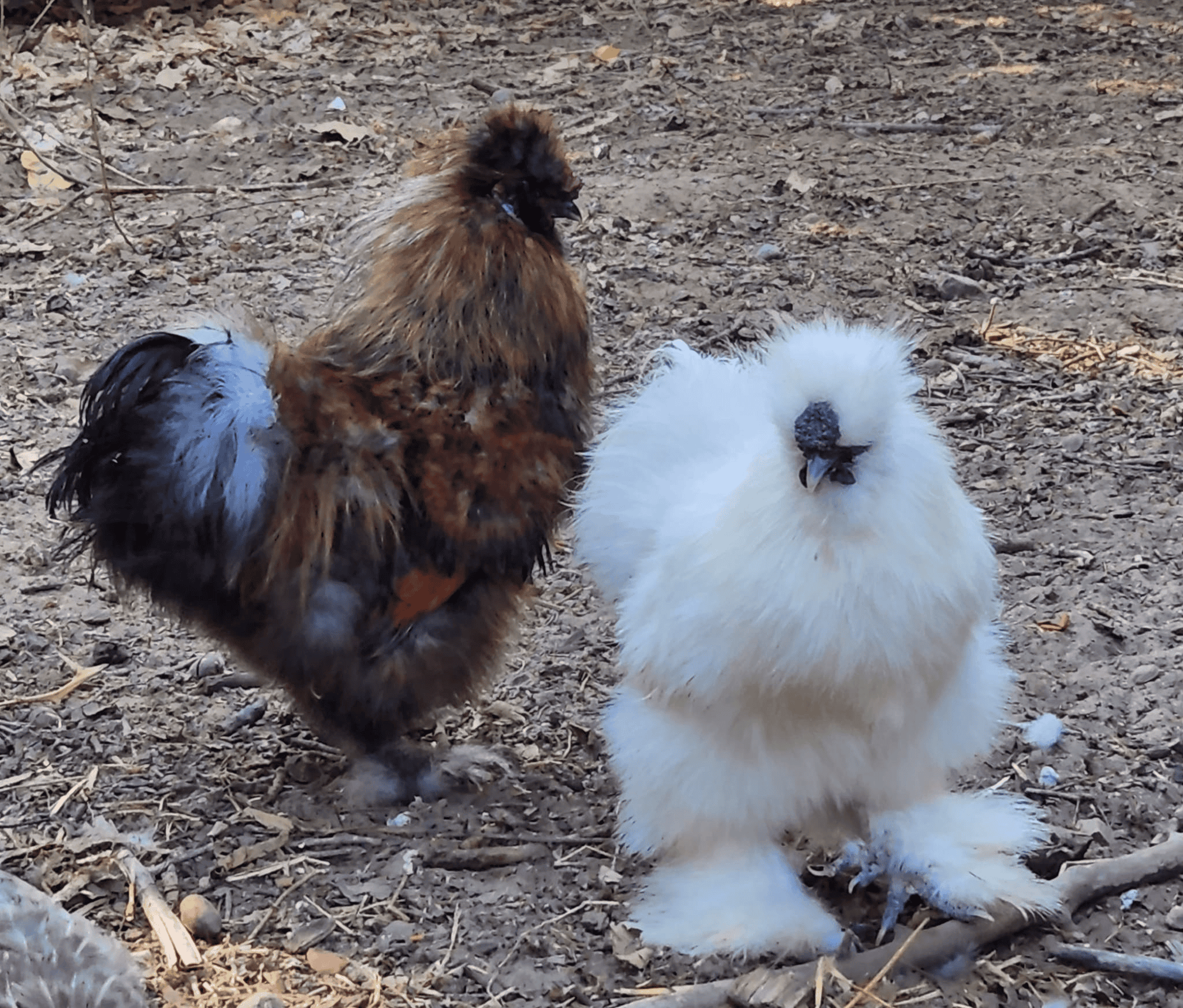 silkie chicken