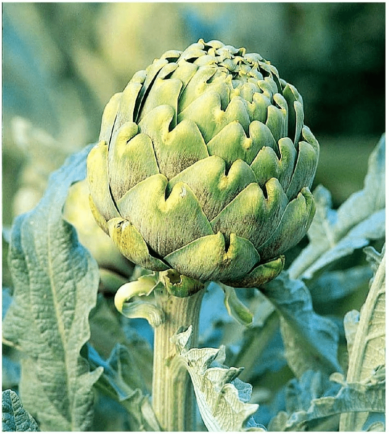 growing artichokes