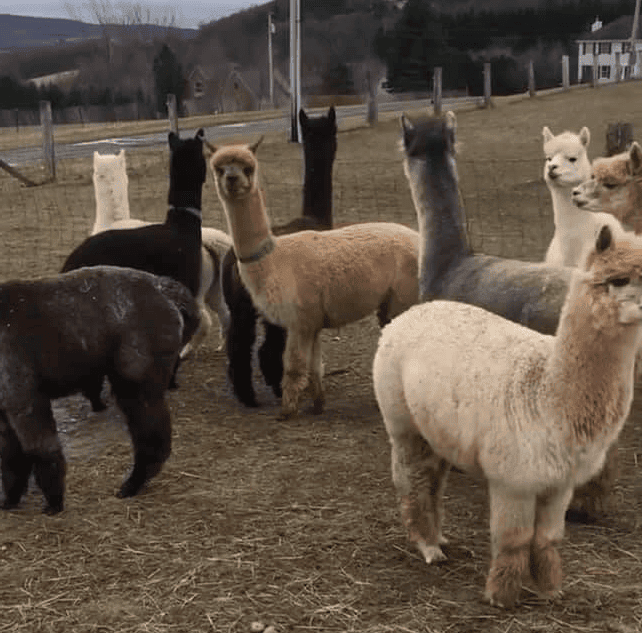 alpaca farm