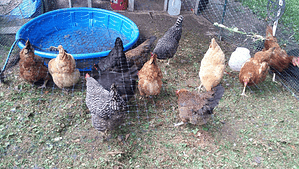 Do chickens like to swim