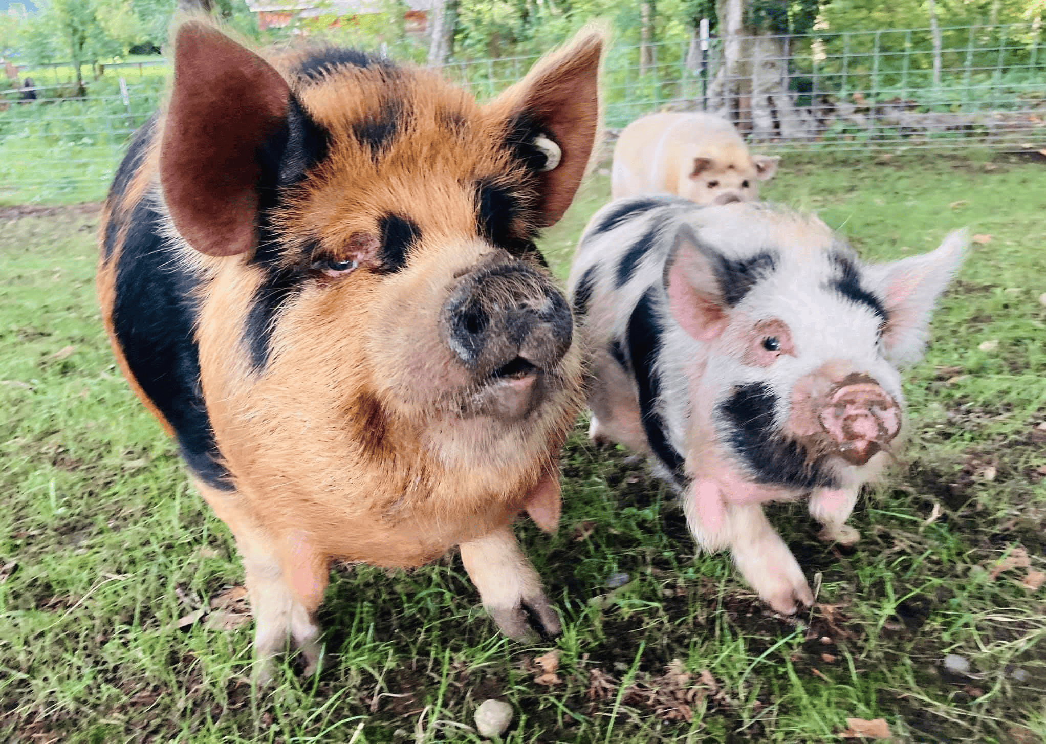 kunekune pigs
