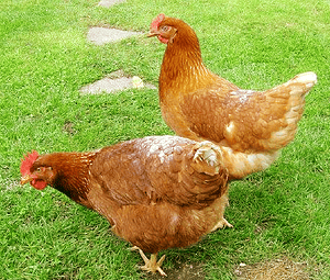 Isa brown chickens