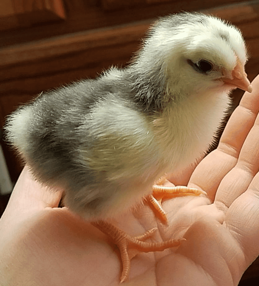 Swedish flower chick