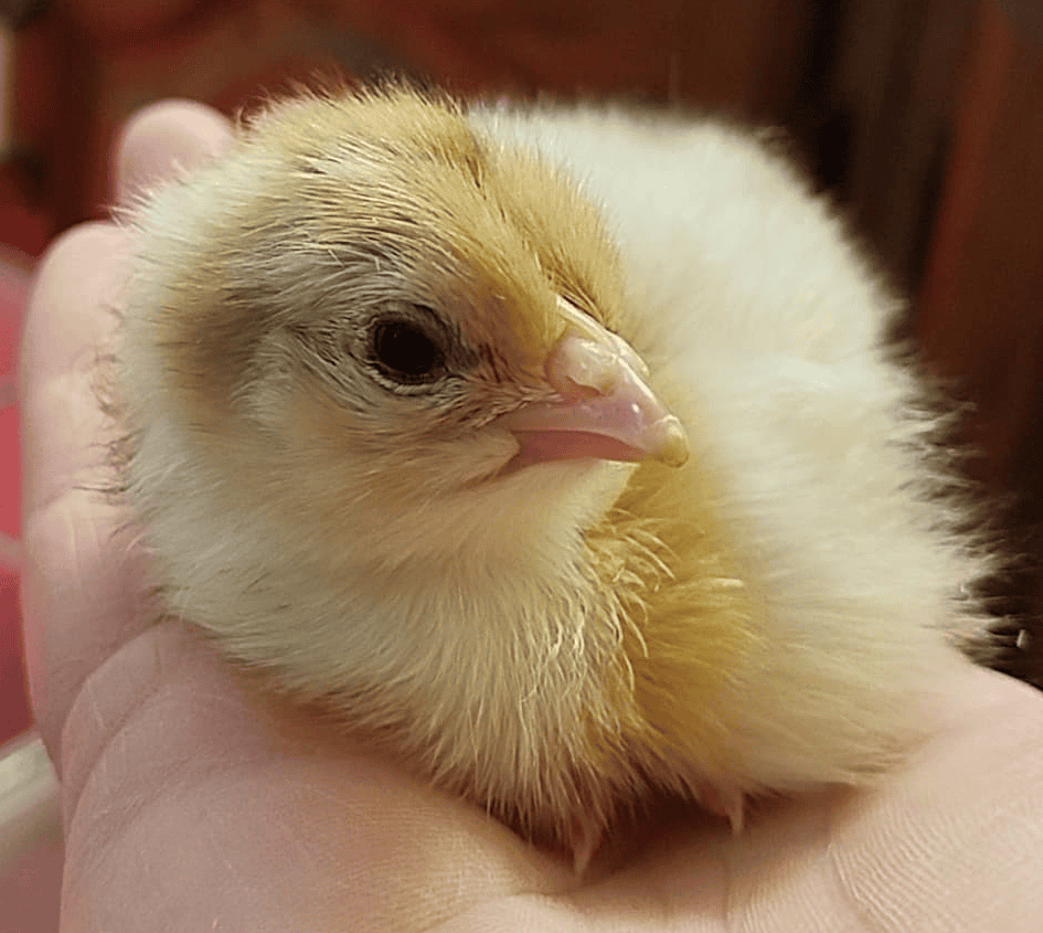 Swedish flower hen chicks