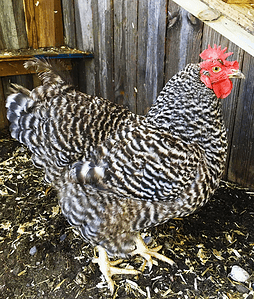 Barred rock chicken