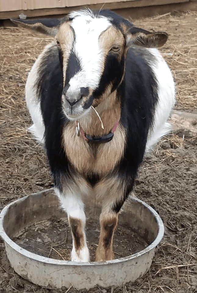Alpine dairy goats