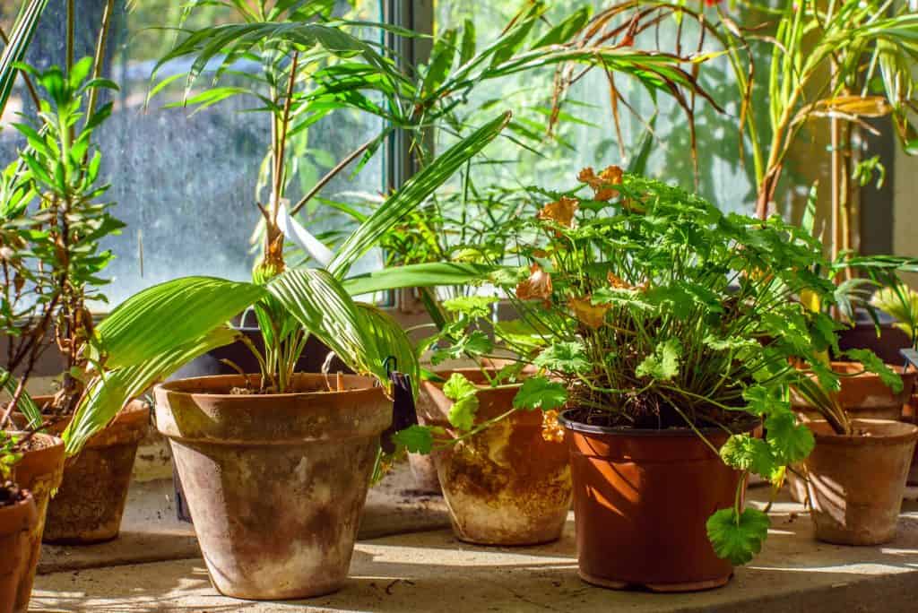 Growing plants in an indoor greenhouse