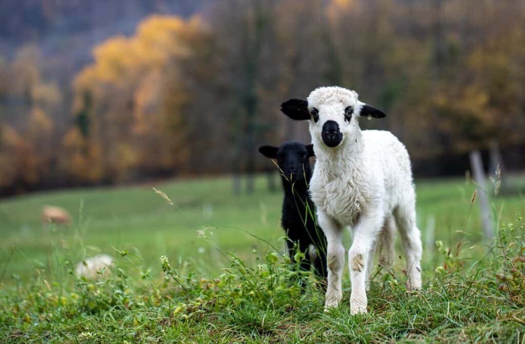 Baby sheep names