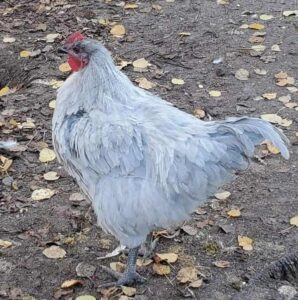 lavender orpington hen