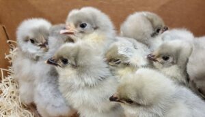 lavender orprington chick