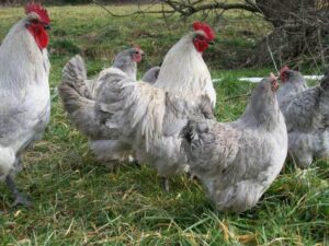 lavender orpington hens and rooster