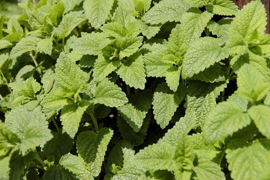 lemon balm growing