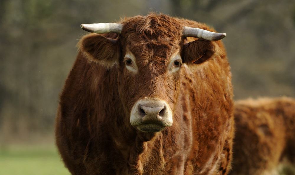 limousin cowf in a meadow