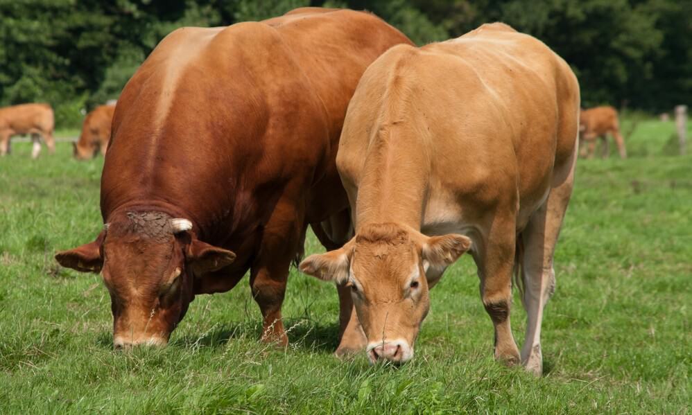 Limousin cattle