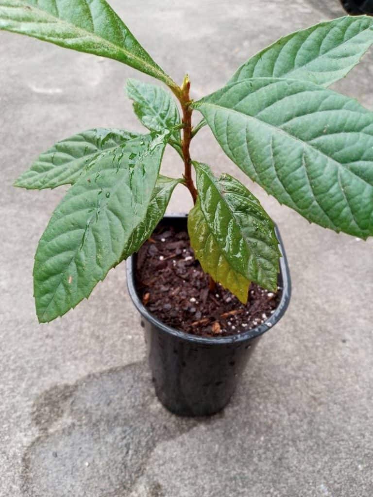 loquat tree sapling