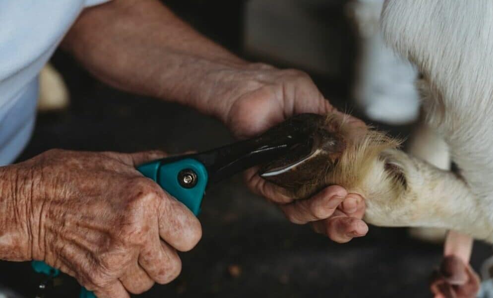 how to trim goat hooves