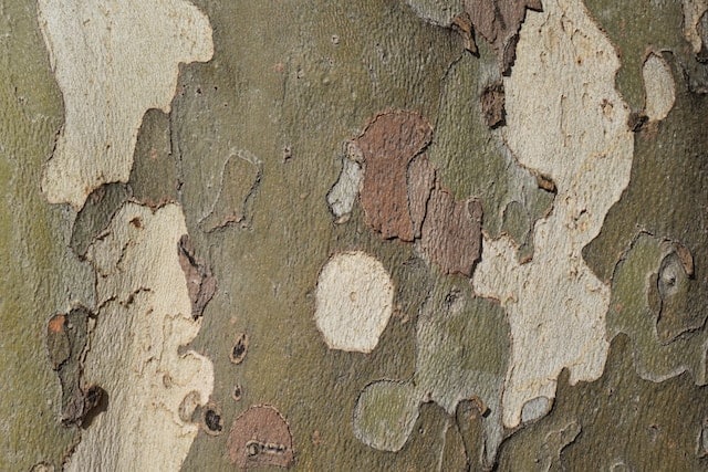 Sycamore tree bark