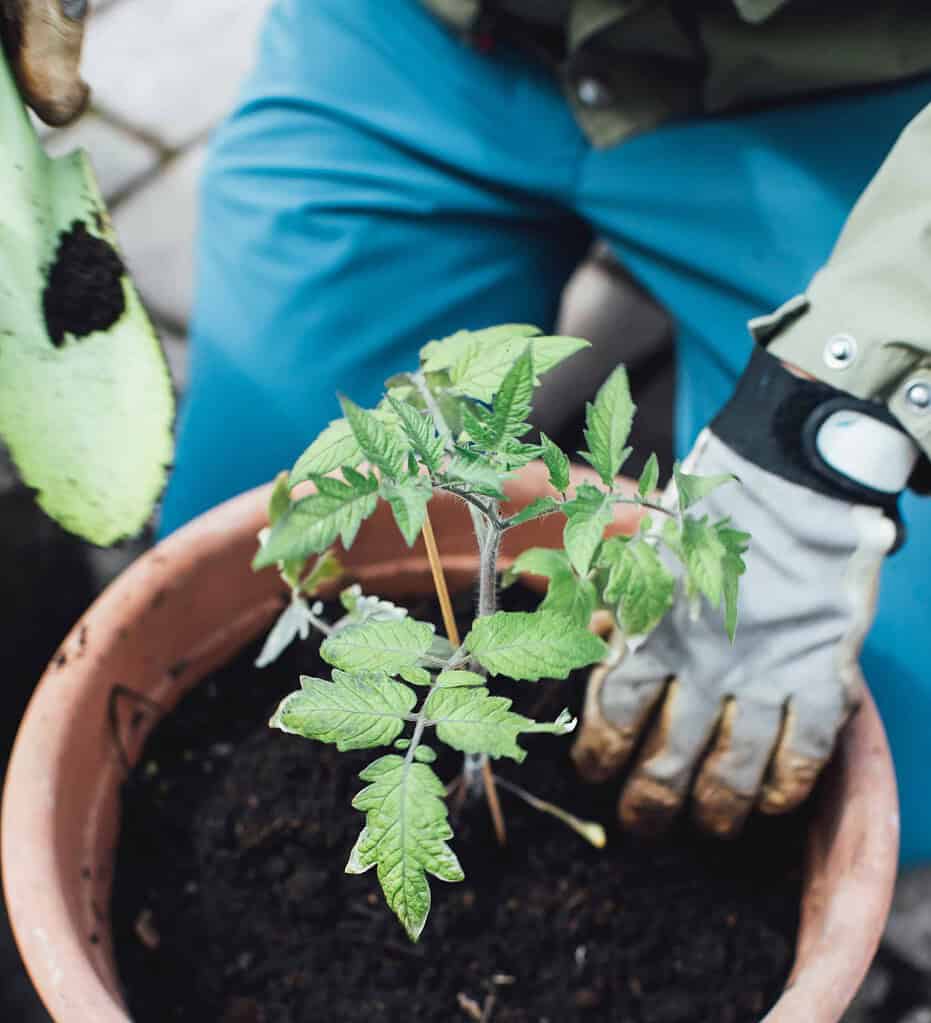 Gardening in pots