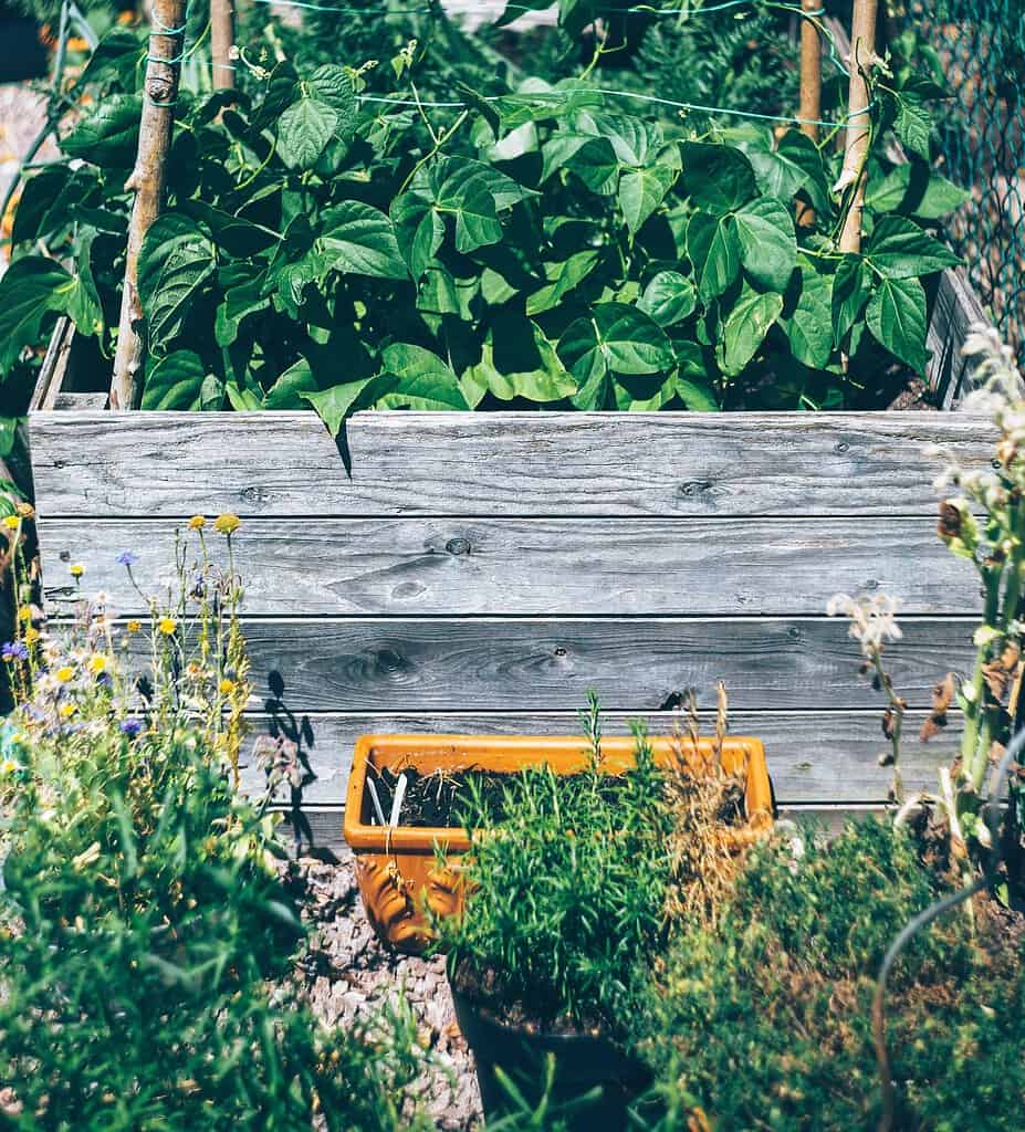 gardening in raised bed