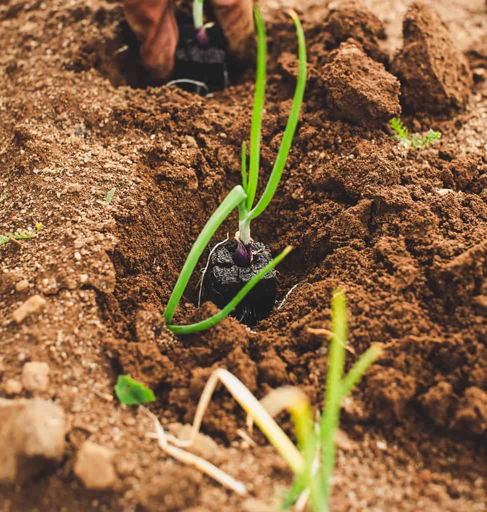 pros to starting a garden in the ground