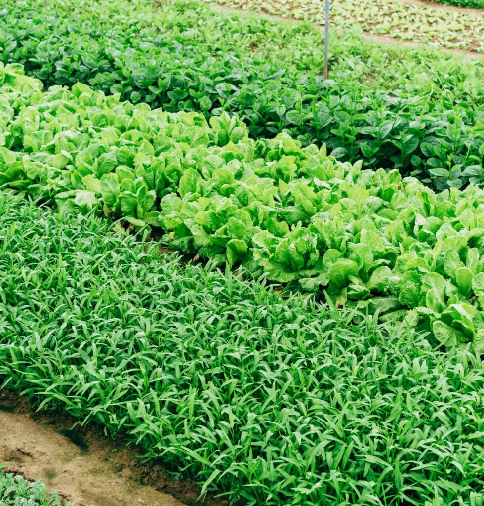 Garden in the ground