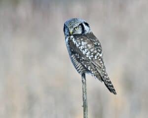 Northern hawk owl